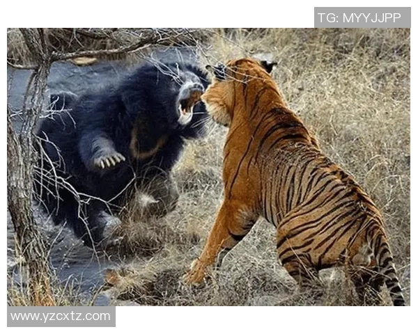 火花与风暴的较量究竟谁更强大探讨自然力量的对比与影响